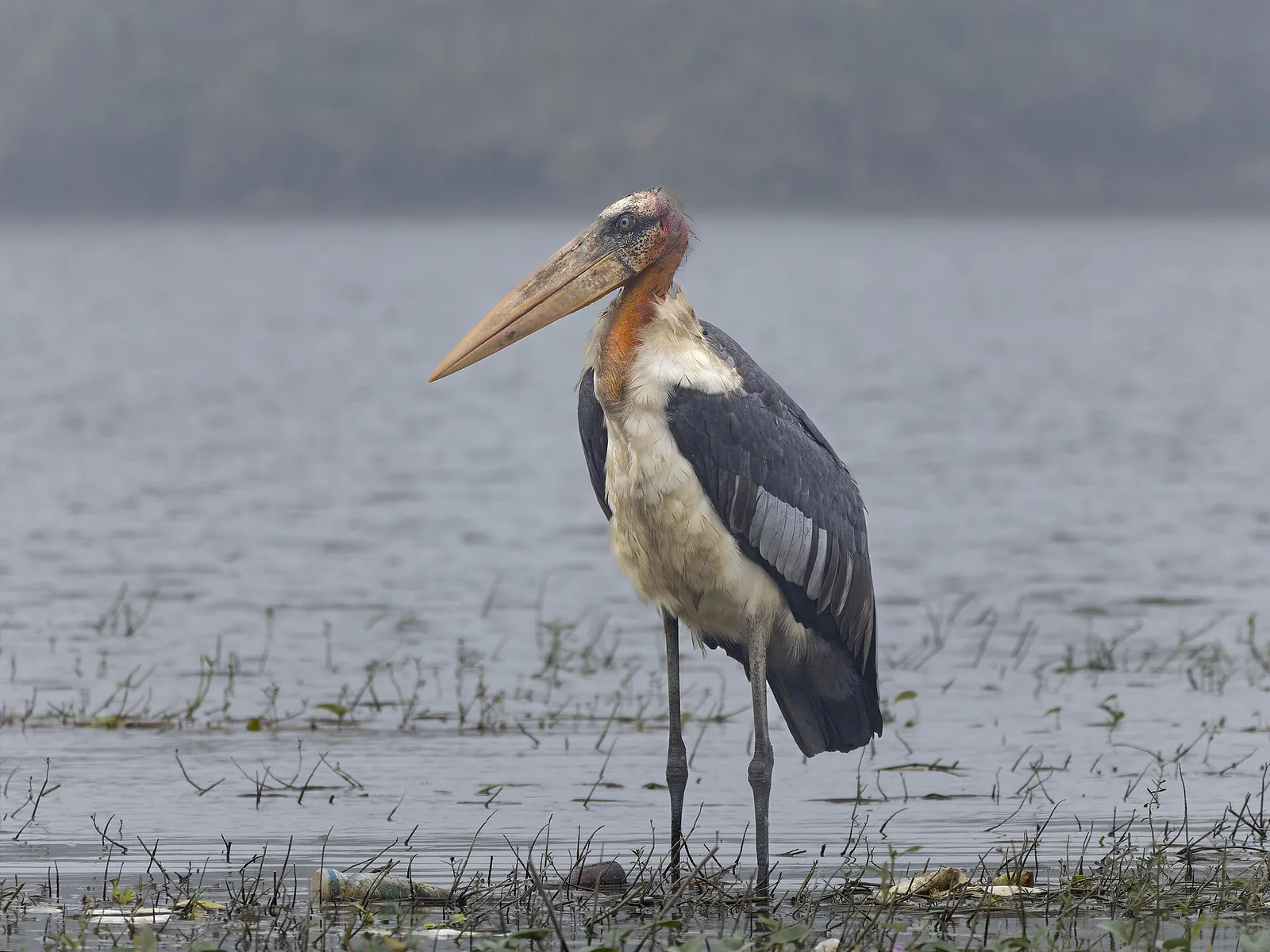 Greater adjutant stork in Bhagalpur
