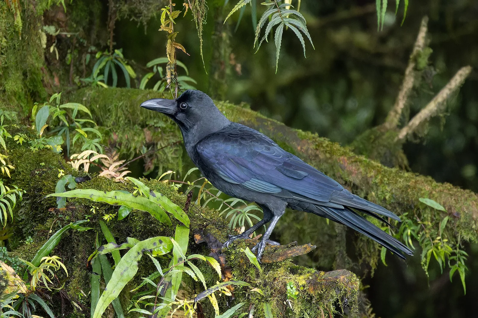 Large-billed crow in Lepcha Jagat
