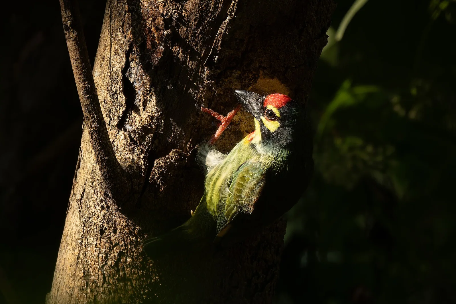 Coppersmith barbet in Rabindra Sarobar