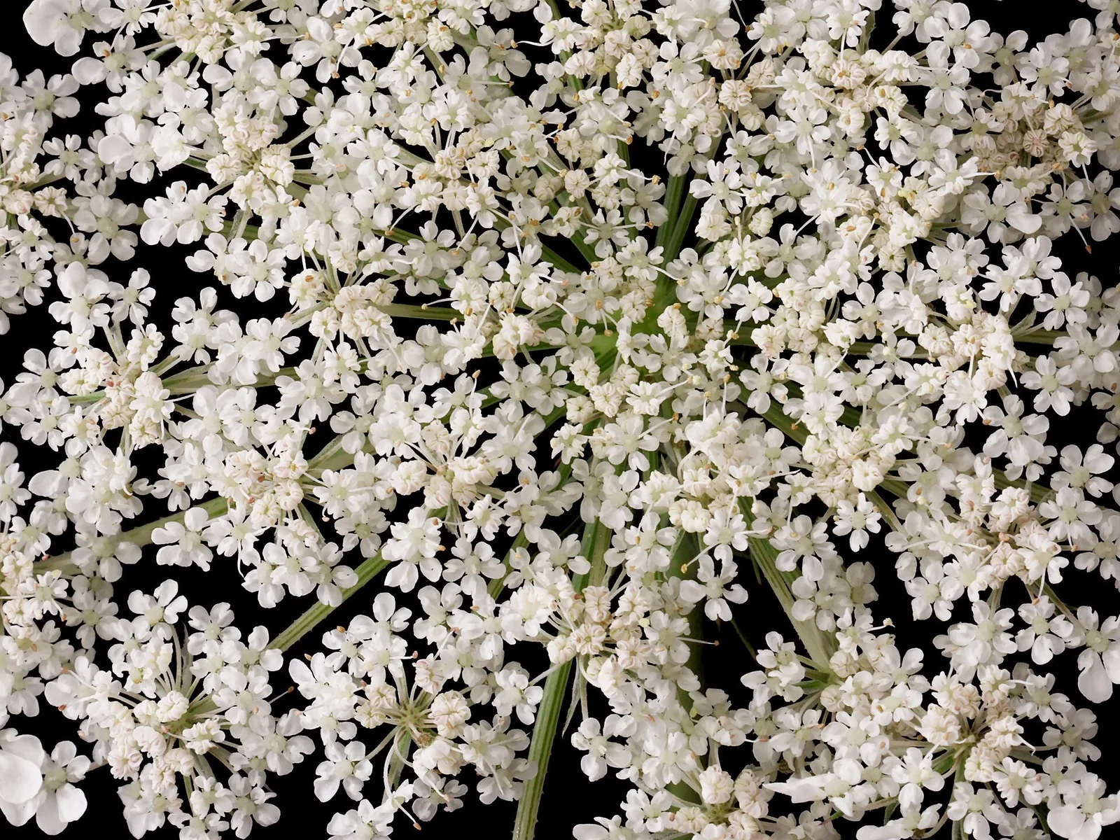 Wild carrot flowers