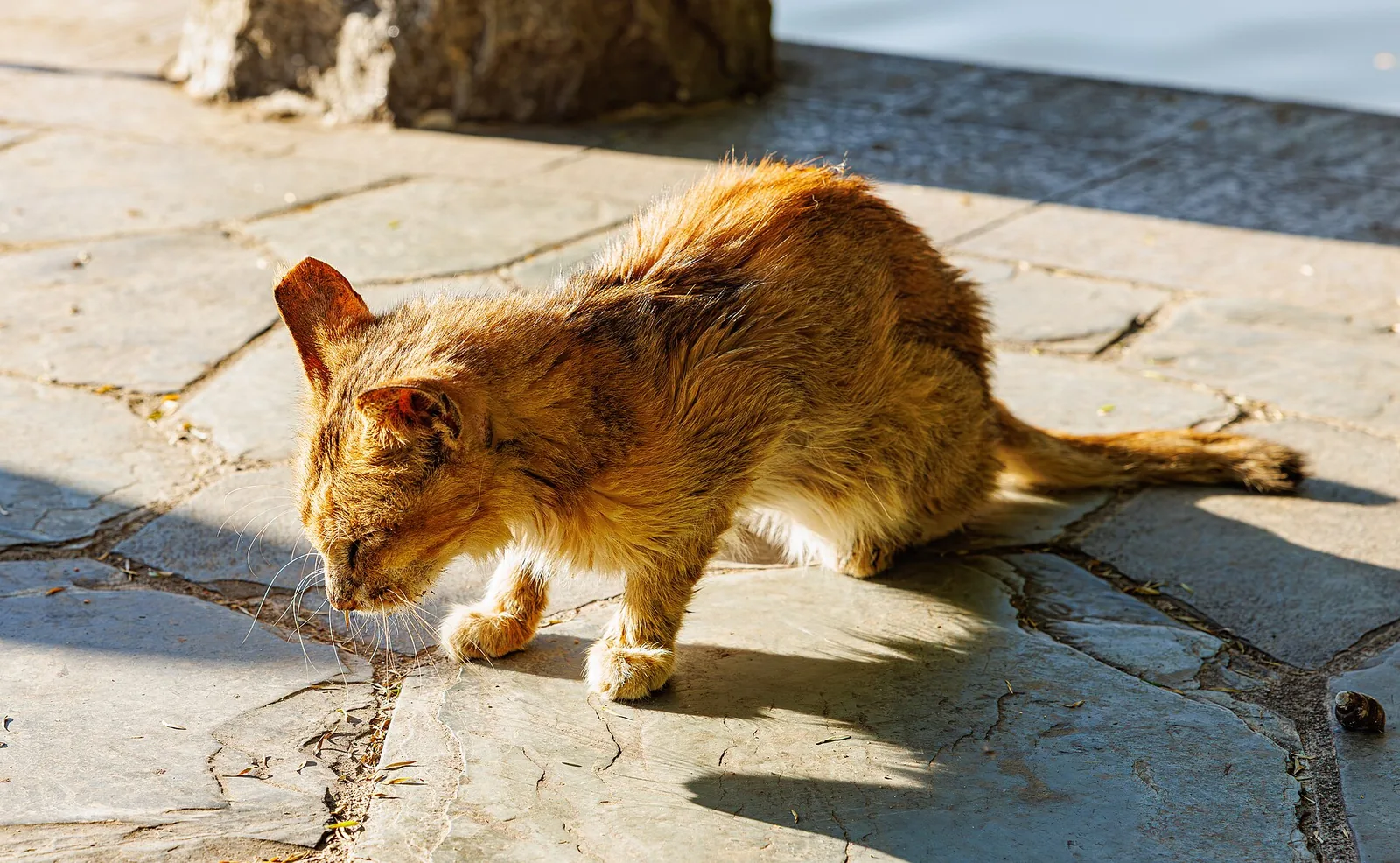 A cat in Honghu Park, Shenzhen