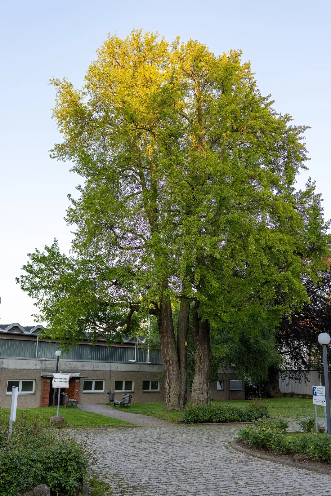 Two ginkgo trees on Bahnhofstraße, Gotha