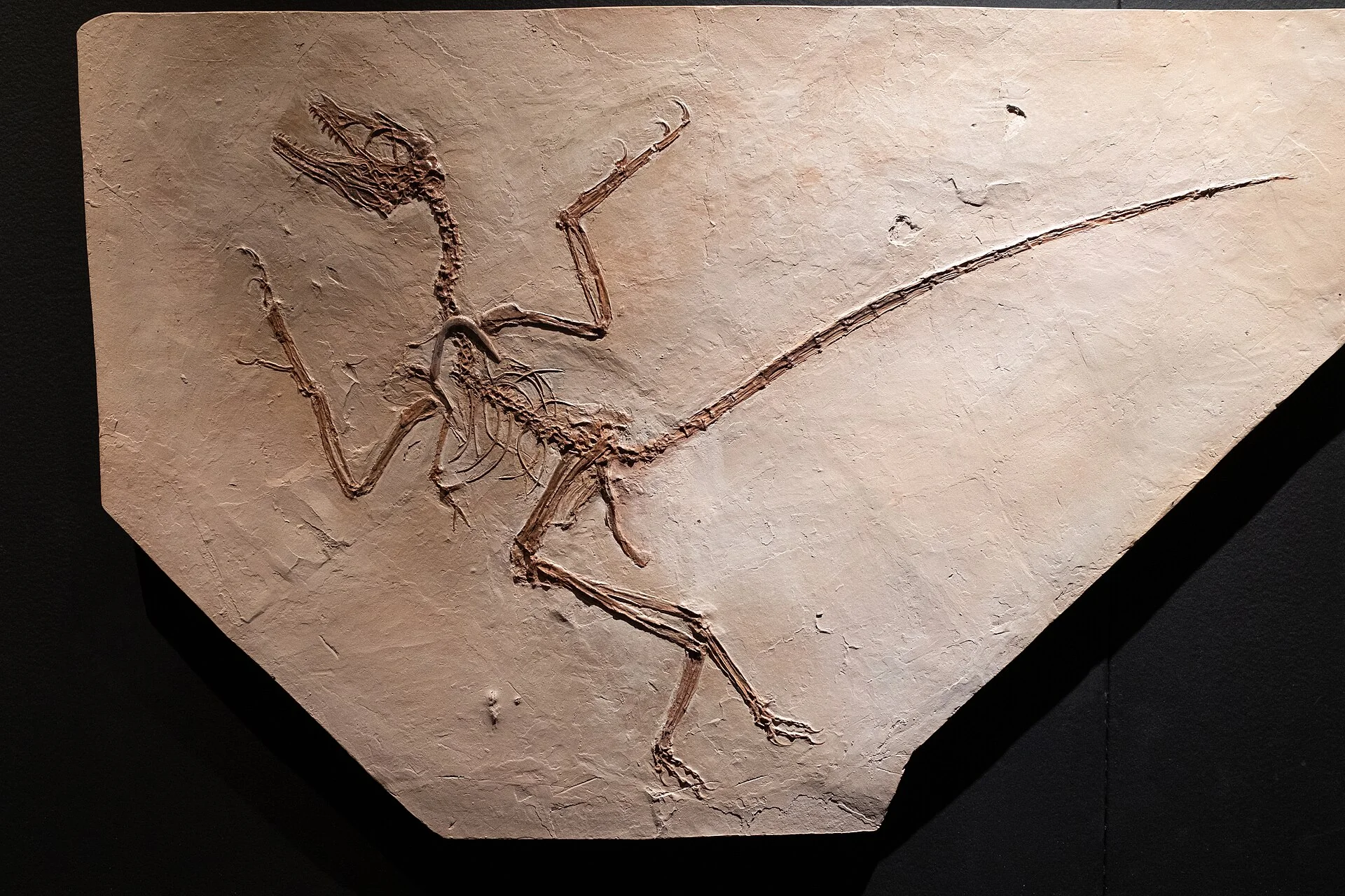 A cast of a Microraptor fossil, a small feathered dinosaur, on display at the Horniman Museum