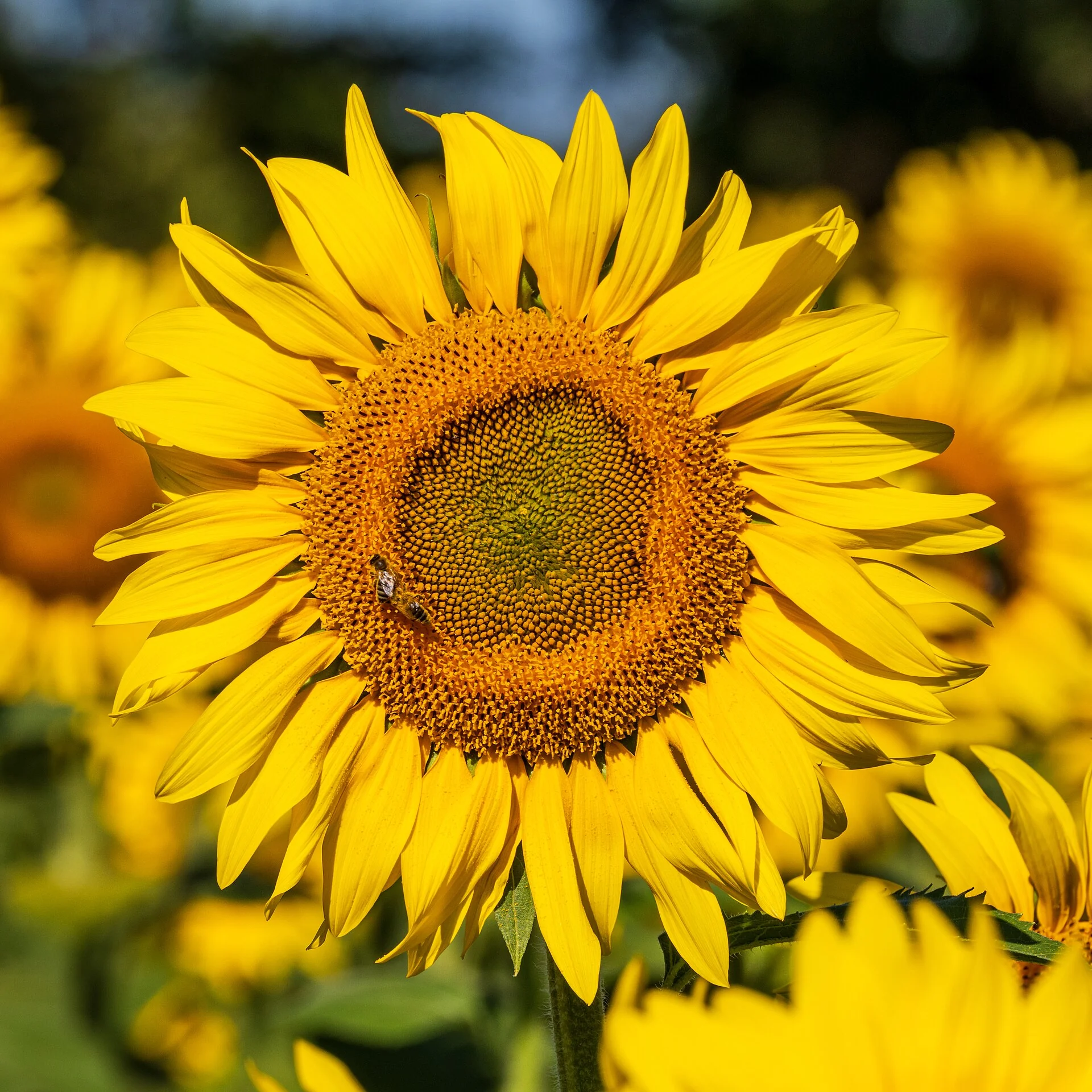 A sunflower in close-up with more sunflowers behind it, in Dülmen