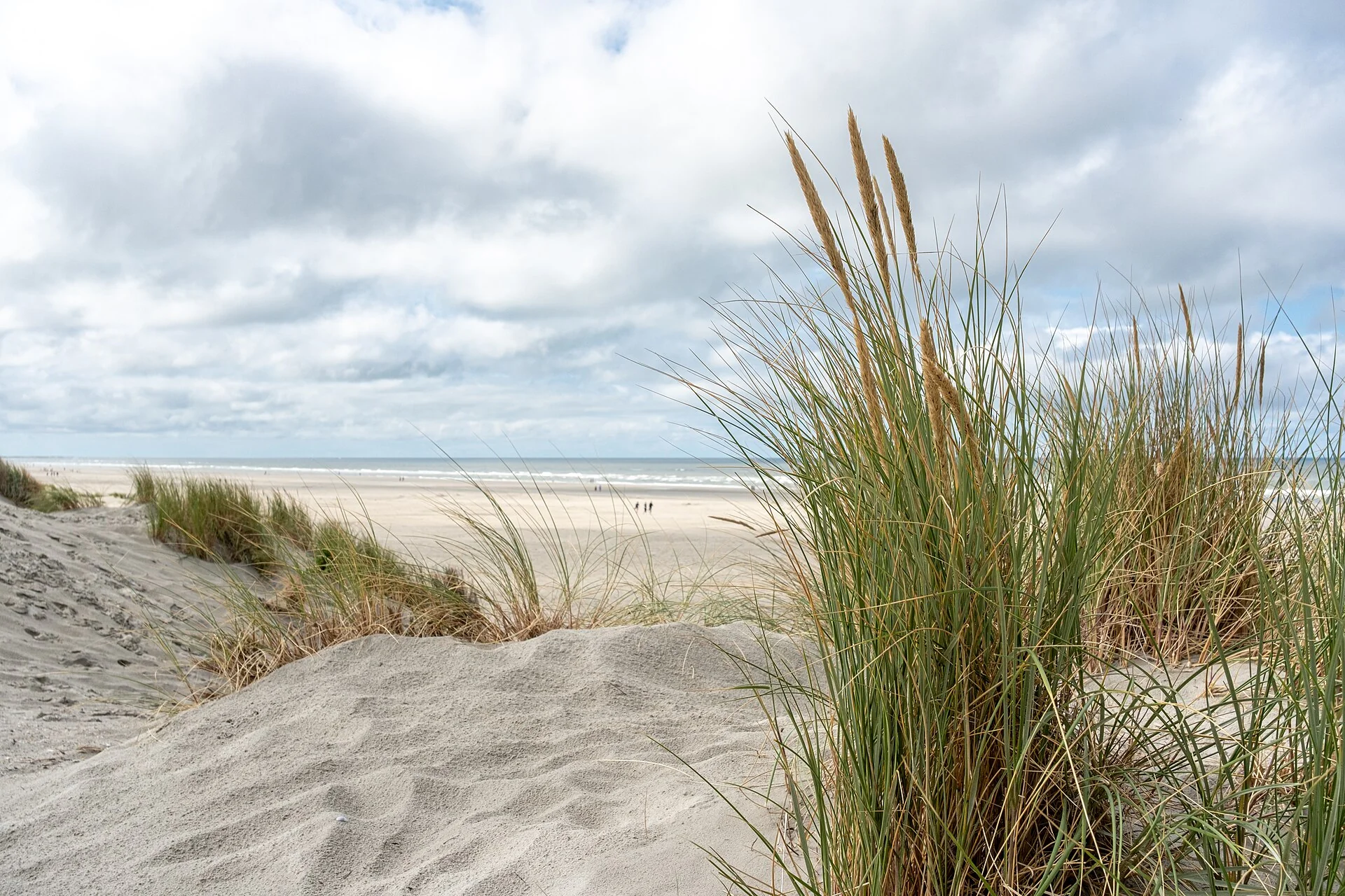 Marram grass on a sand dune by the beach at Nes