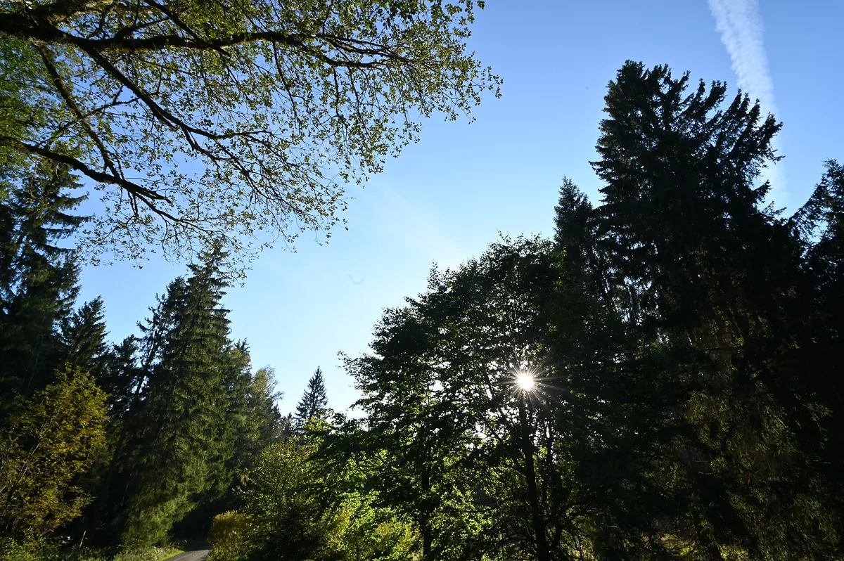 Sample photo 7 of 8 taken with the Nikon Z6