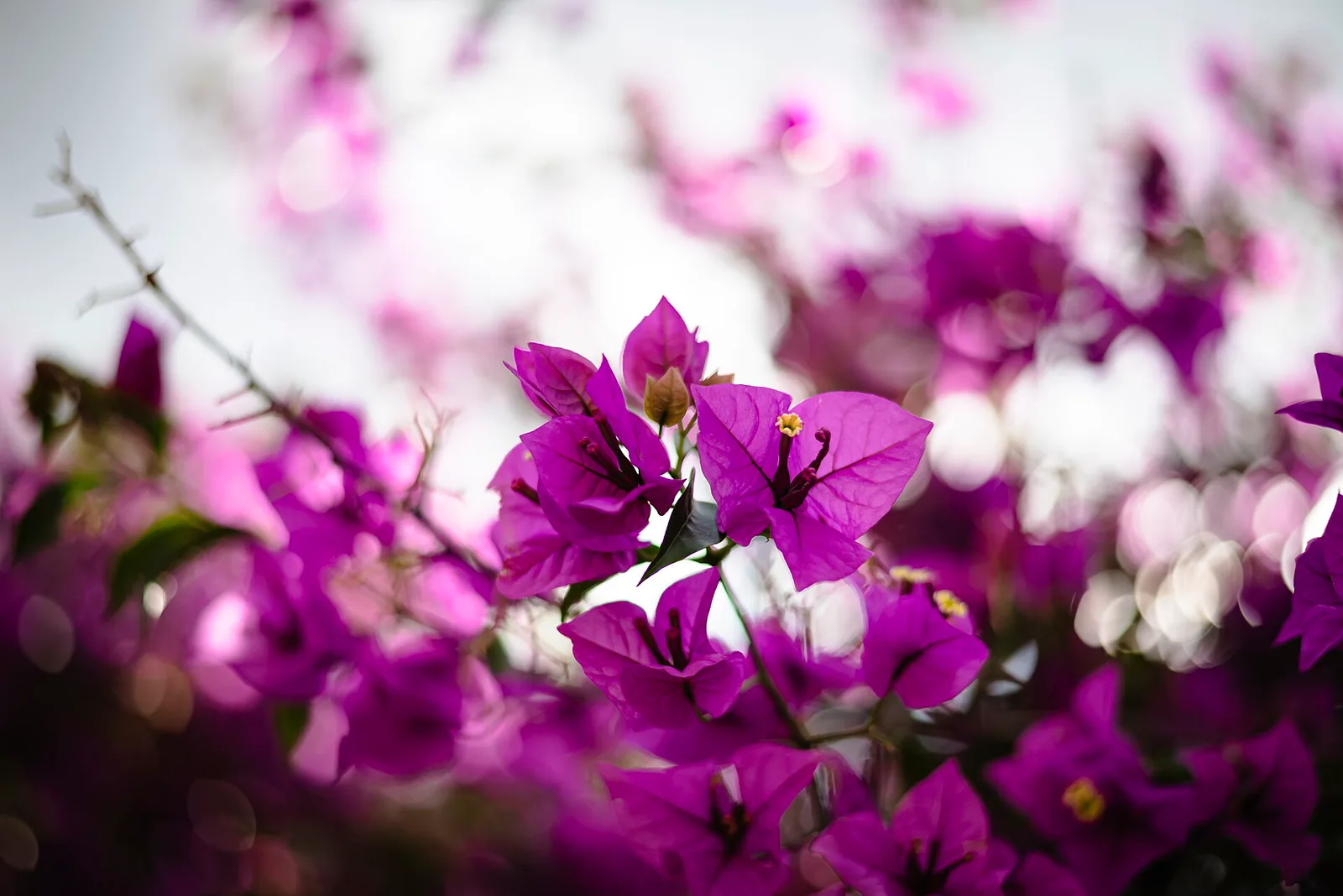 Sample photo 6 of 8 taken with the Nikon Z5