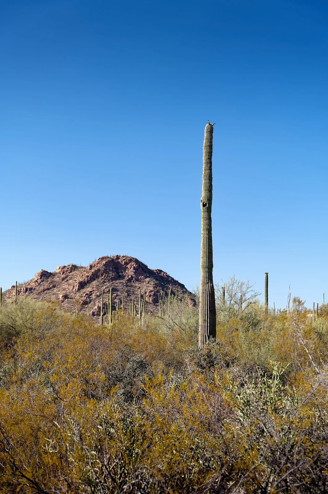 Saguaro cactus in Arizona