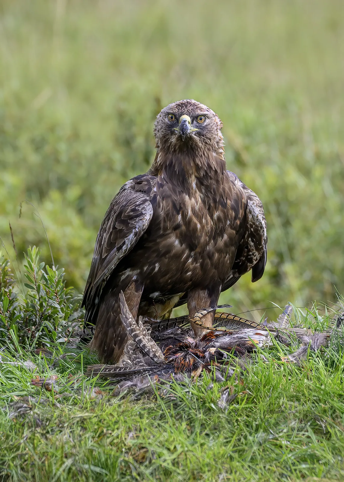 Golden eagle