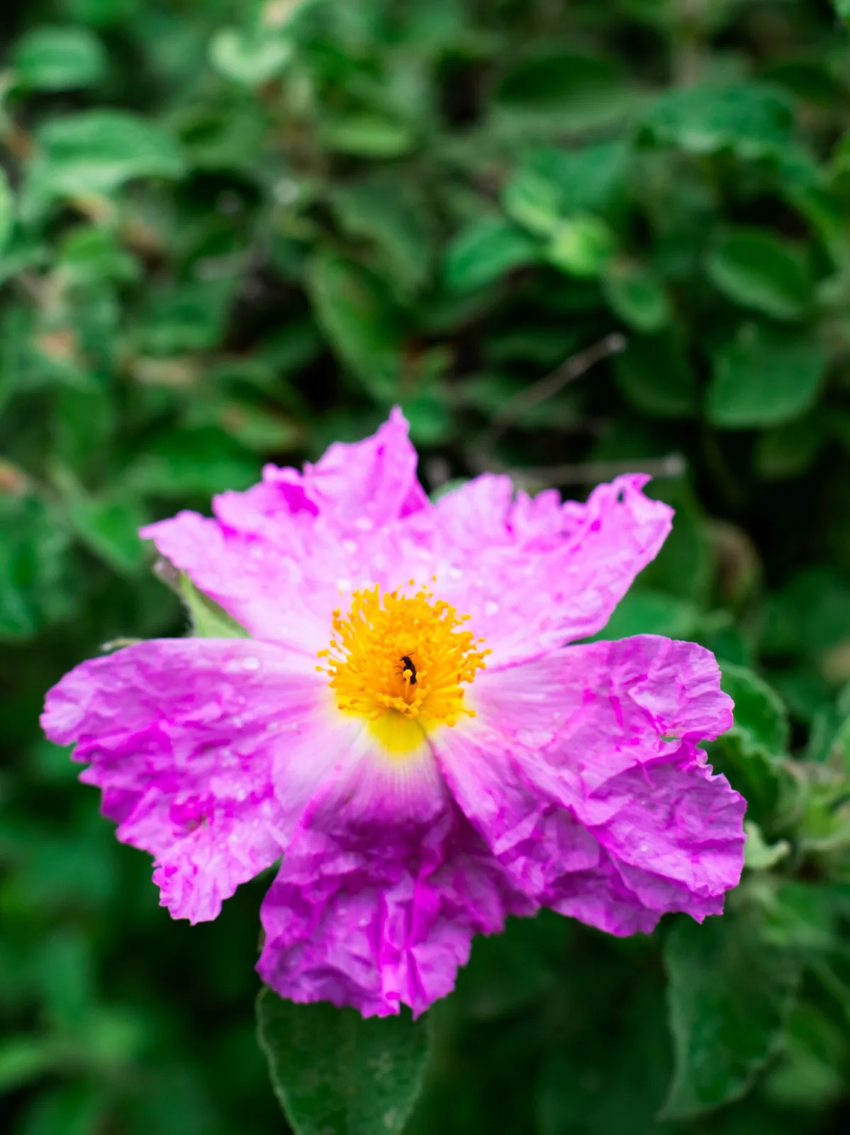 Sample photo 5 of 8 taken with the Fujifilm X100VI