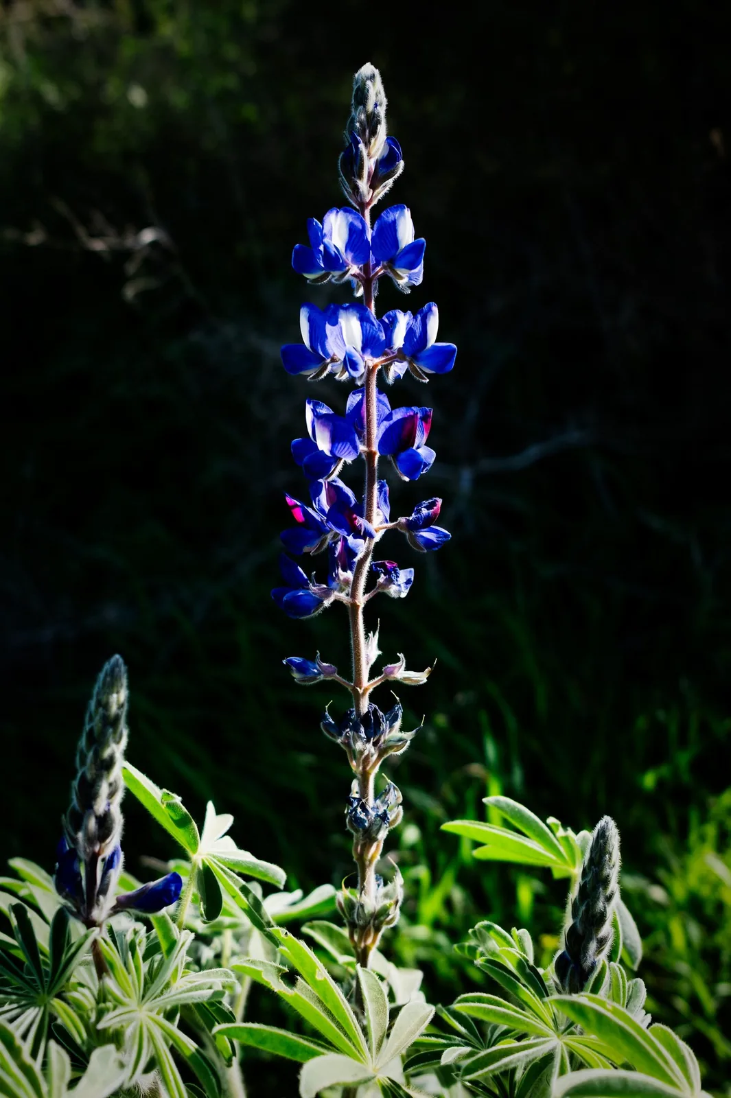Sample photo 6 of 8 taken with the Fujifilm X100VI