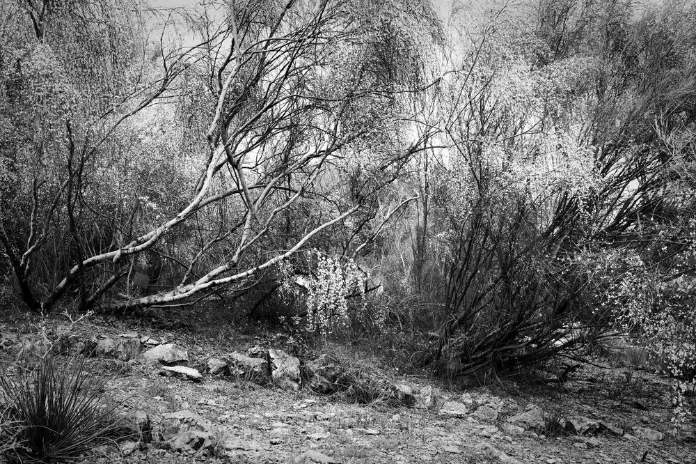 Sample photo 8 of 8 taken with the Fujifilm X100VI