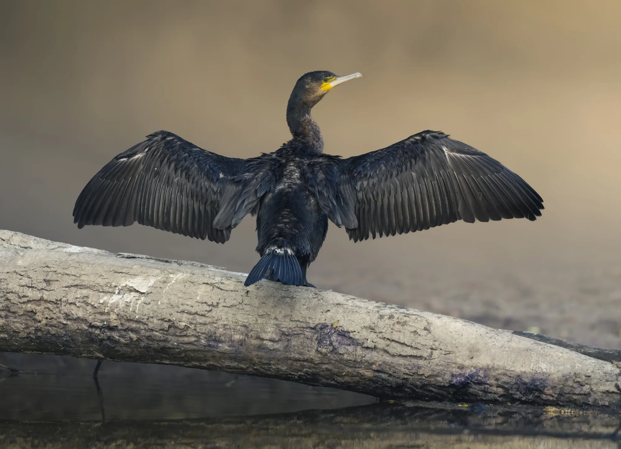 A cormorant drying its outstretched wings on a log