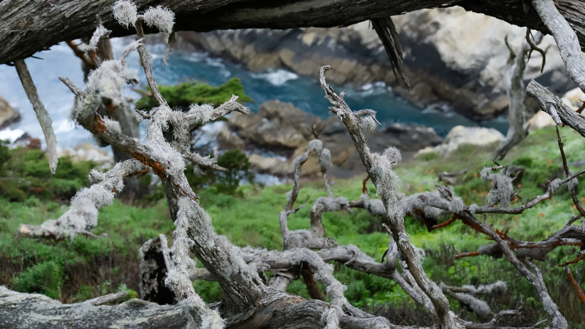 Weathered white branches in the foreground above a rocky cove