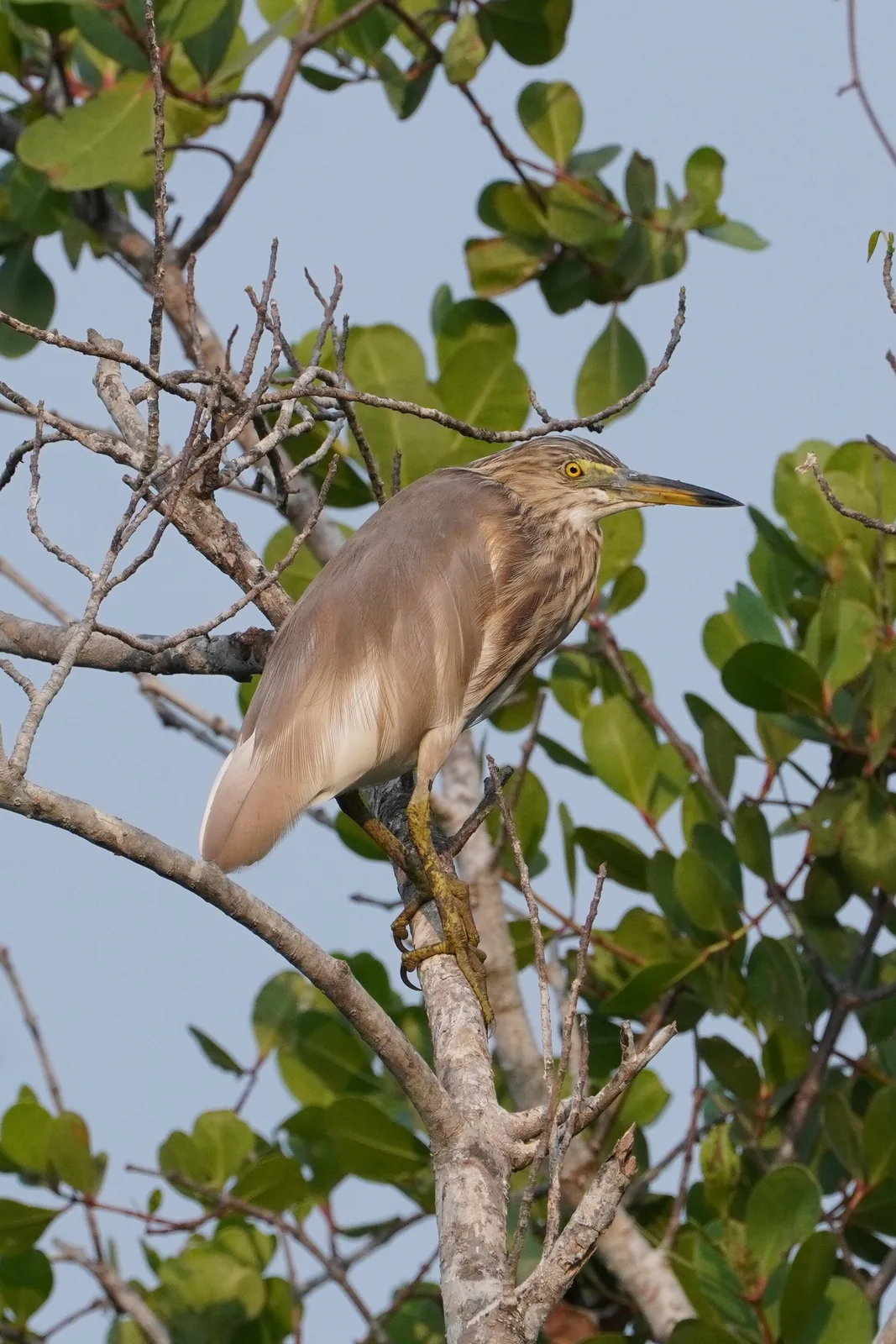 Pond heron perched in a tree
