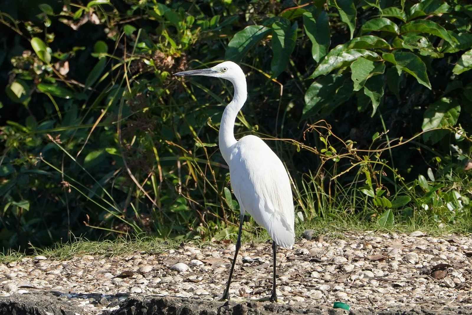 Little egret