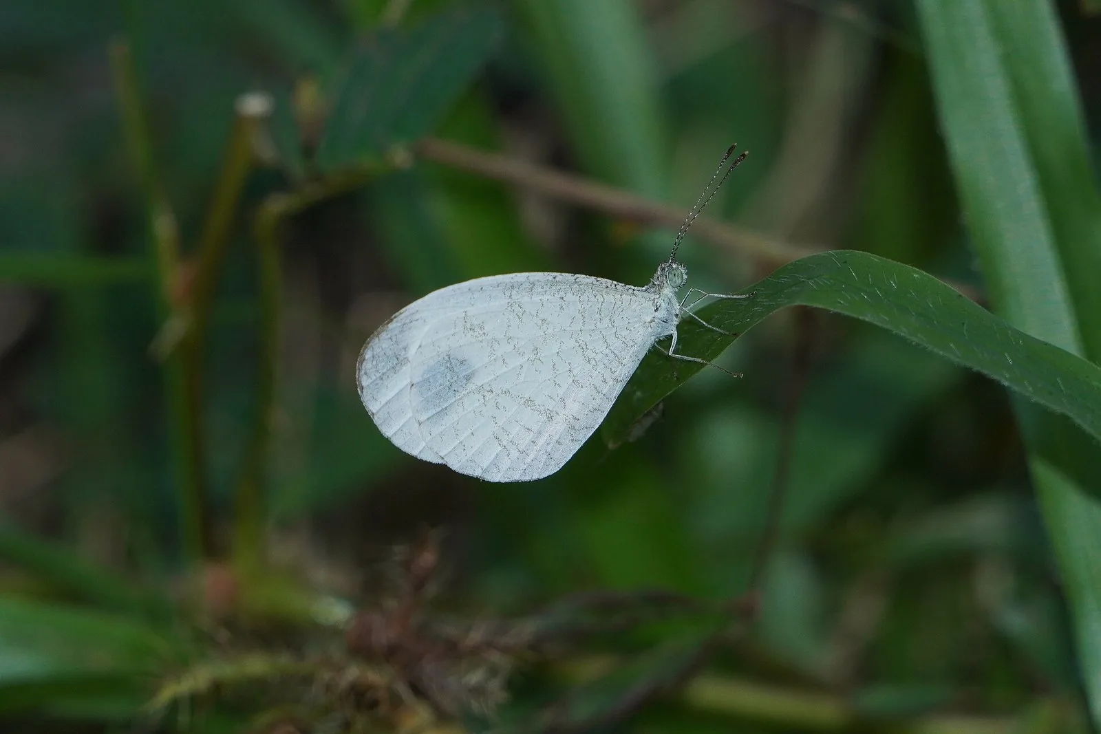 Psyche butterfly (Leptosia nina)
