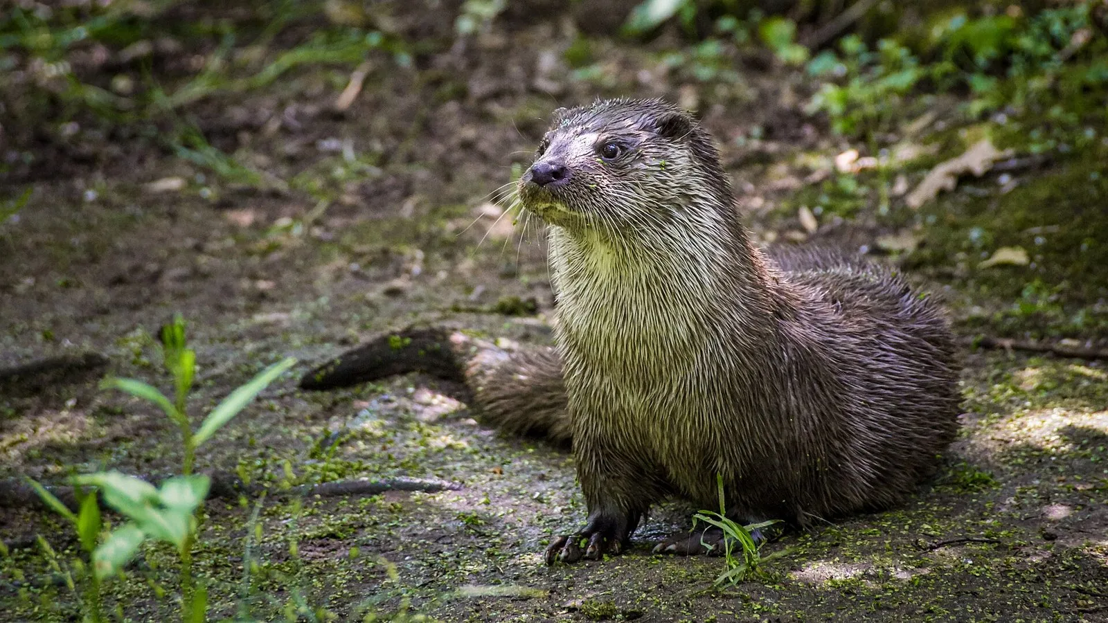 An otter