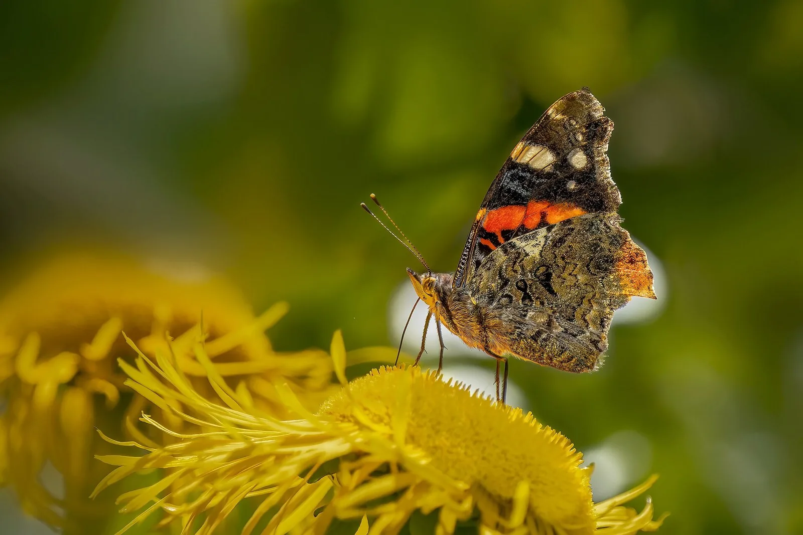 Red admiral butterfly