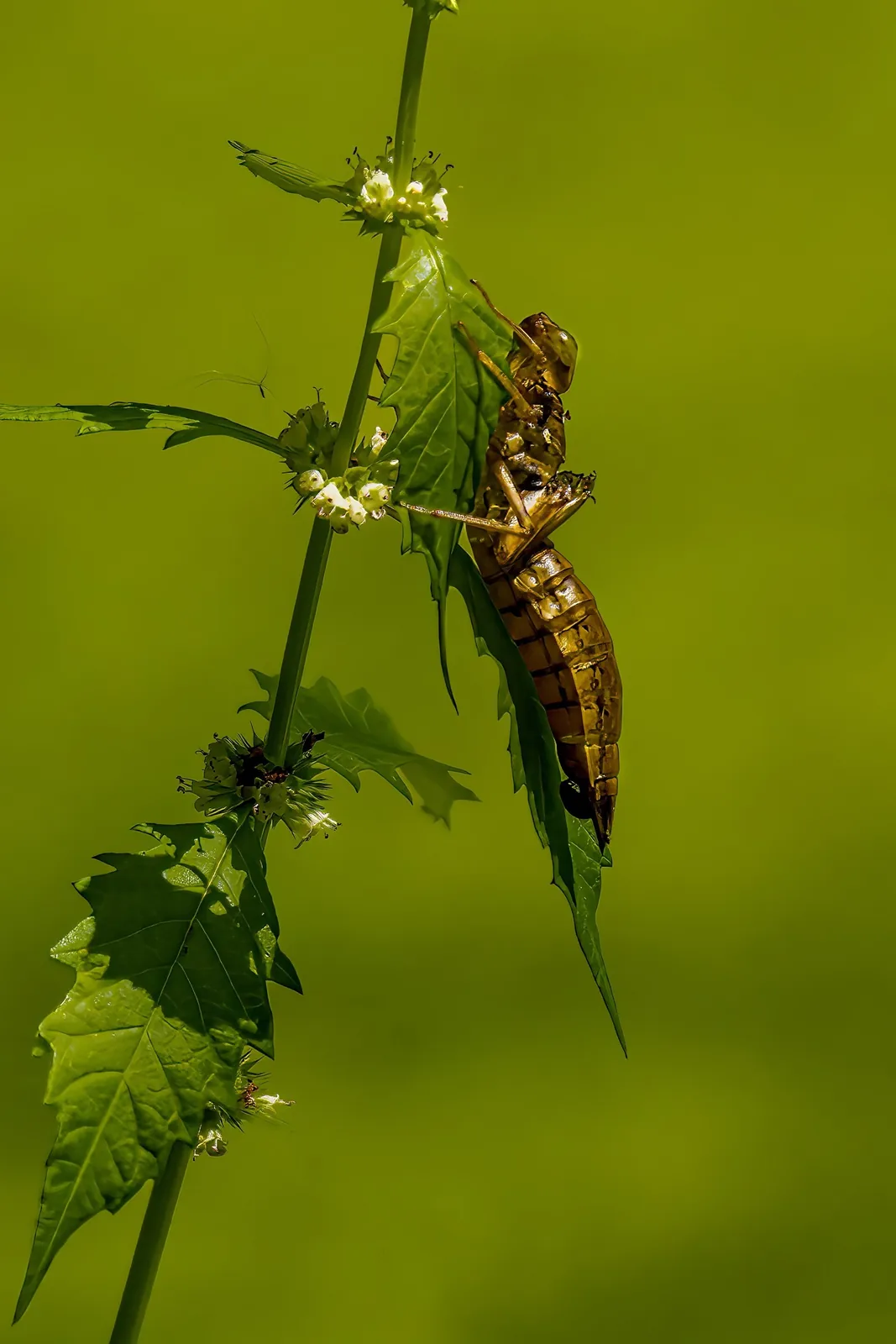 Dragonfly emerging from its larval case