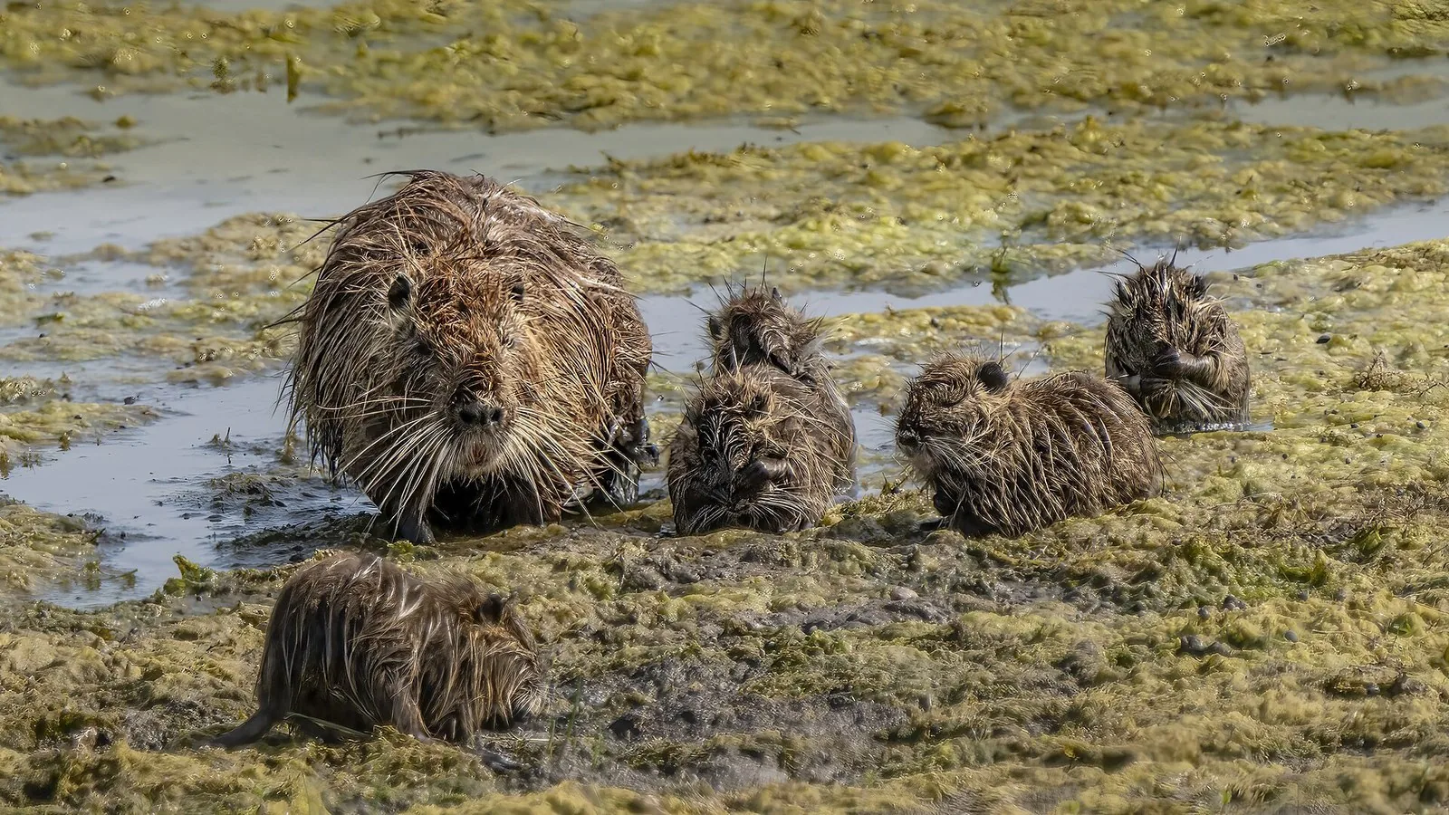Nutria with young