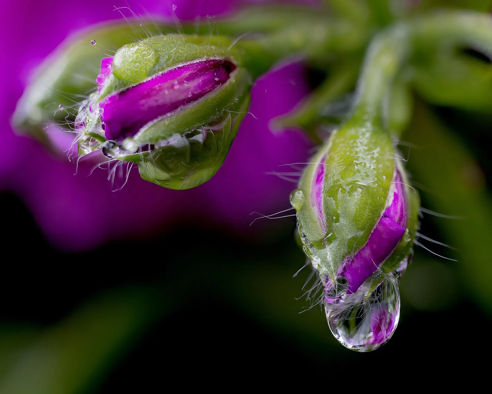 Geranium flowers