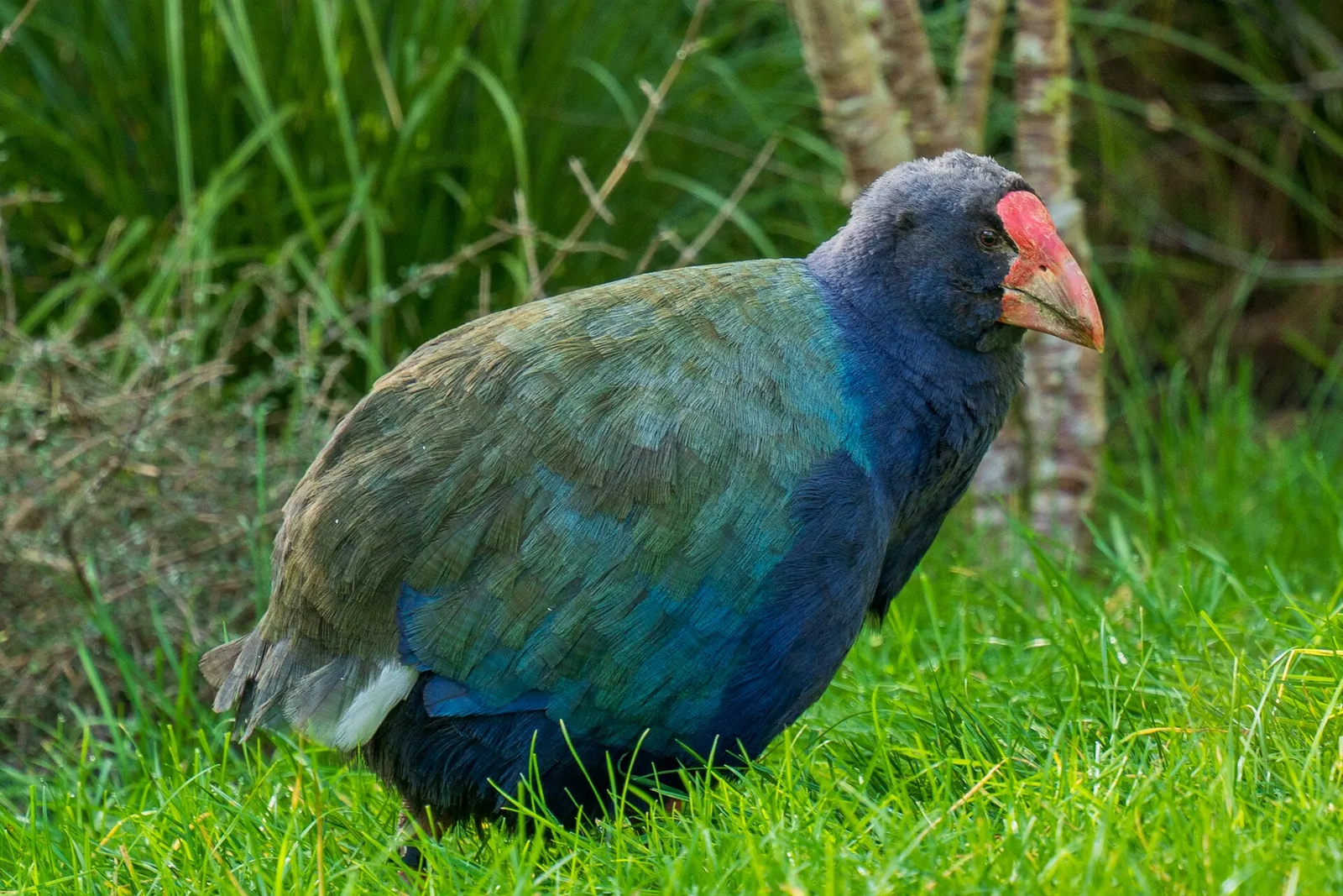Takahē, a flightless New Zealand bird