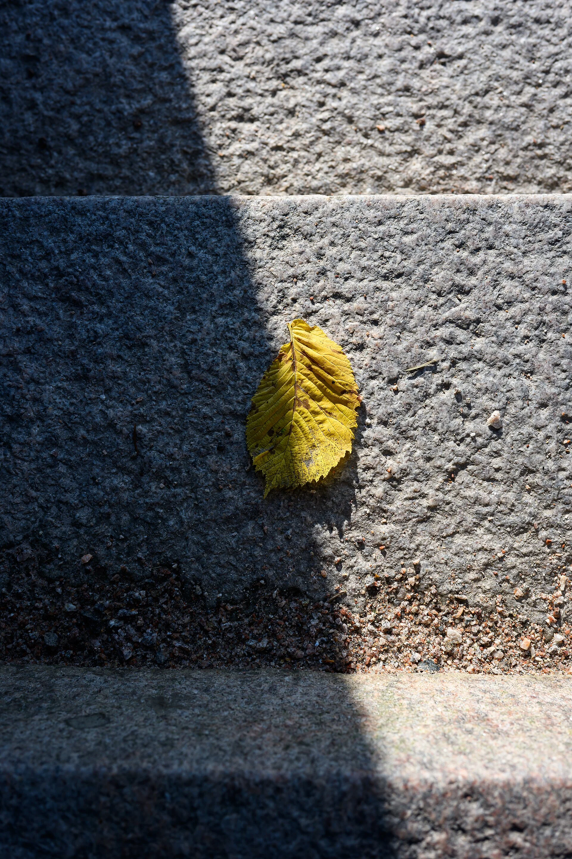 Sample photo 2 of 6 taken with the Nikon Z6III