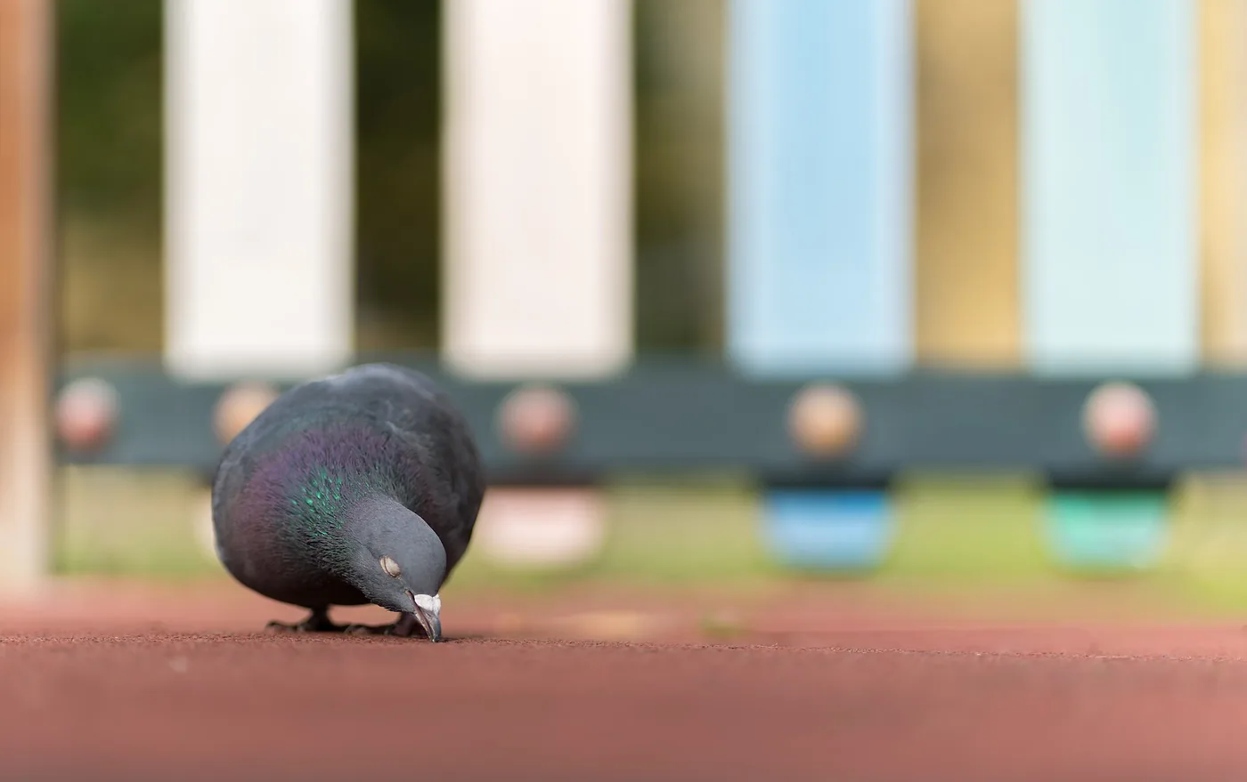 Sample photo 12 of 12 taken with the Sony a7R II